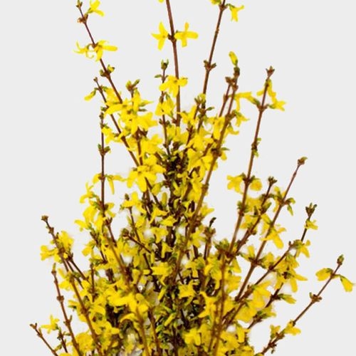 Forsythia Flowering Branches Bulk Wholesale Blooms By The Box