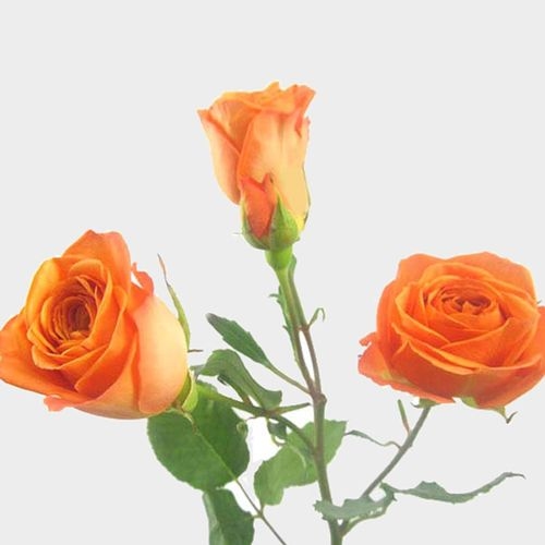 orange spray roses