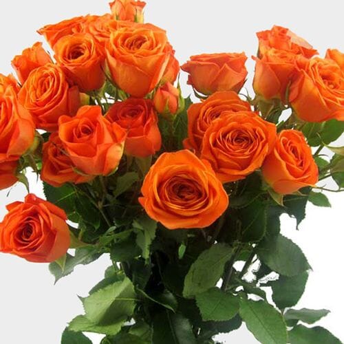 Spray Rose Orange - Wholesale - Blooms By The Box