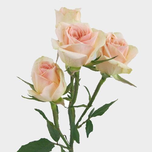 Wholesale flowers prices - buy Spray Rose Chablis in bulk