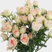 Spray Rose Chablis - Wholesale - Blooms By The Box