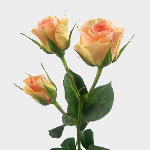 Wholesale flowers prices - buy Spray Rose Peach in bulk