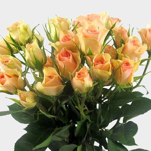 Spray Rose Peach - Wholesale - Blooms By The Box
