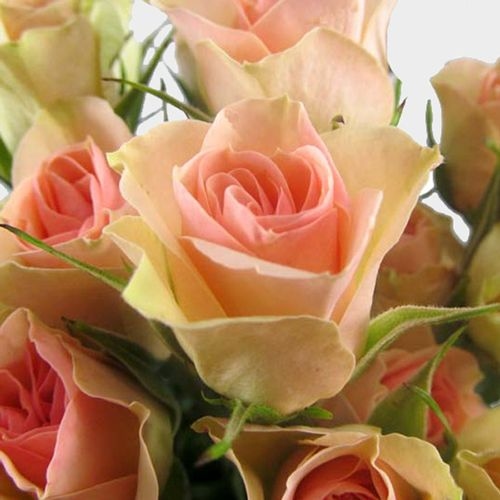 Spray Rose Peach - Wholesale - Blooms By The Box