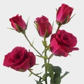 Spray Rose Hot Pink