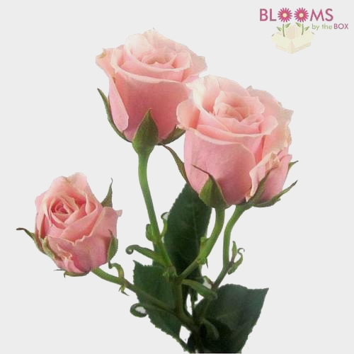 Spray Rose Light Pink - Wholesale - Blooms By The Box