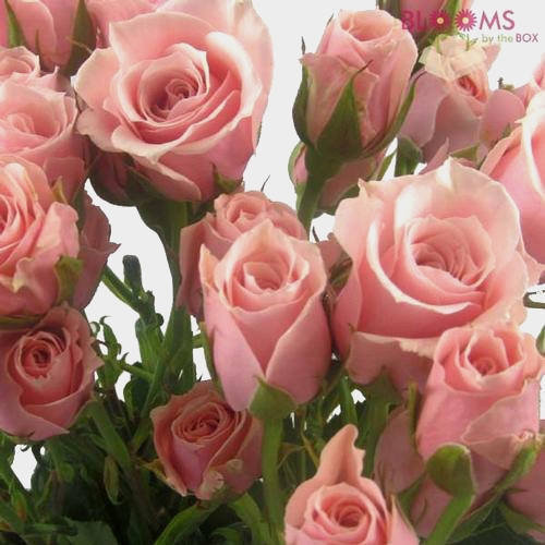 Spray Rose Light Pink - Wholesale - Blooms By The Box