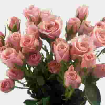 Spray Rose Light Pink