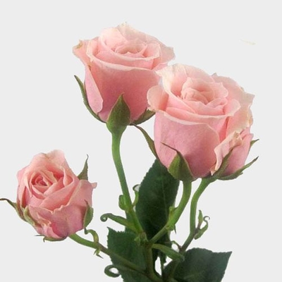 Spray Rose Light Pink - Wholesale - Blooms By The Box