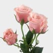 Spray Rose Light Pink