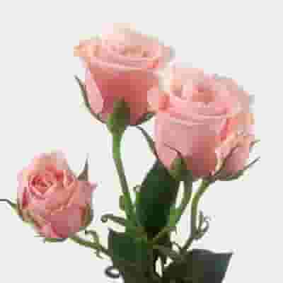 Spray Rose Light Pink