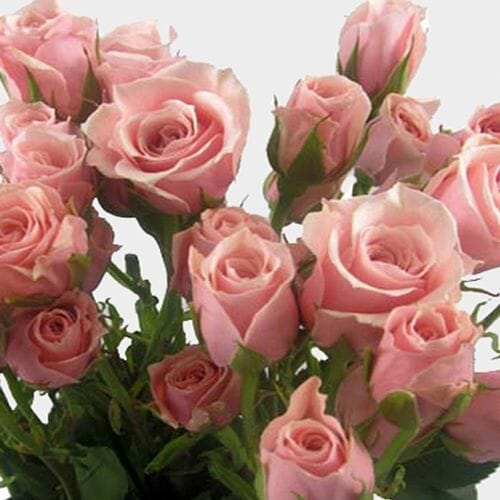 rose　写真のMとVとT Pink Swift - WAC: intermediate-large pink rose