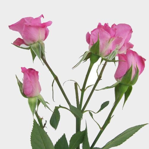 Bulk flowers online - Spray Rose Purple Sky
