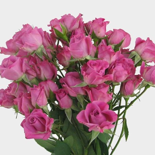 Spray Rose Purple Sky - Wholesale - Blooms By The Box