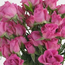 Spray Rose Purple Sky - Wholesale - Blooms By The Box