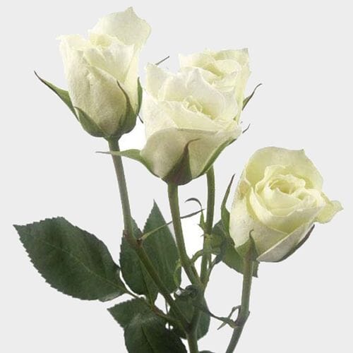 Wholesale flowers prices - buy Spray Rose White in bulk