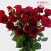 Spray Rose Red - Wholesale - Blooms By The Box