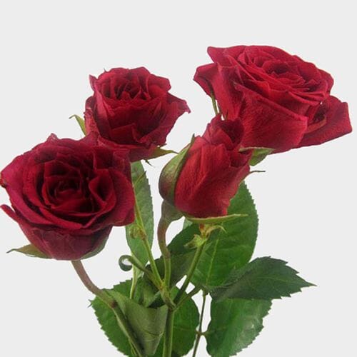 Wholesale flowers prices - buy Spray Rose Red in bulk