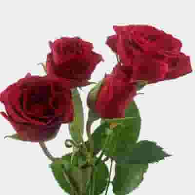 Spray Rose Red