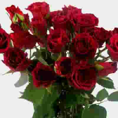 Spray Rose Red