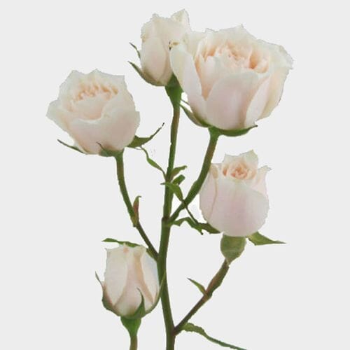 Wholesale flowers prices - buy Spray Rose White Majolica in bulk