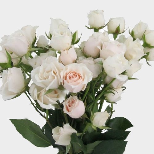 Spray Rose White Majolica