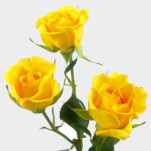 Wholesale flowers prices - buy Spray Rose Yellow in bulk