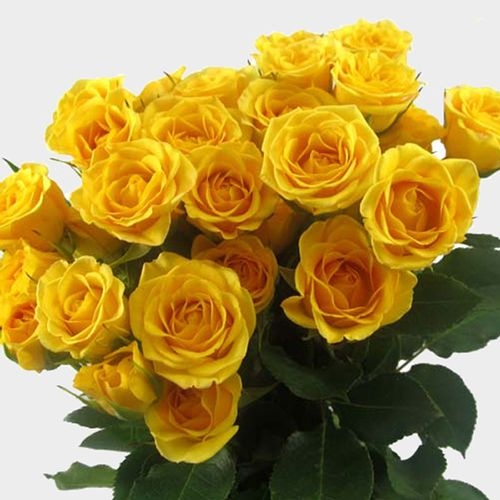 Spray Rose Yellow - Wholesale - Blooms By The Box