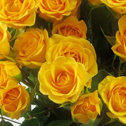 Spray Rose Yellow - Wholesale - Blooms By The Box