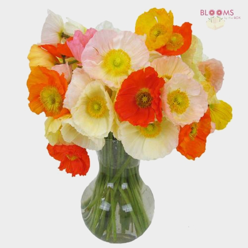 Assorted Hybrid Poppy 12 Bunches Wholesale Blooms By