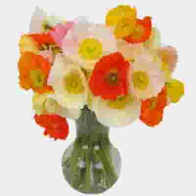 Assorted Hybrid Poppy (20 Bunches)