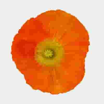 Assorted Hybrid Poppy (20 Bunches)