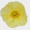 Assorted Hybrid Poppy (20 Bunches)