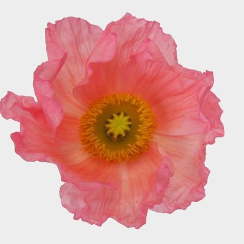 Assorted Hybrid Poppy (20 Bunches)