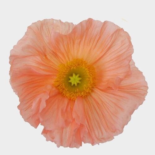 Poppy is back in stock, try this 4-Season Superstar