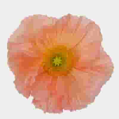 Assorted Hybrid Poppy (20 Bunches)