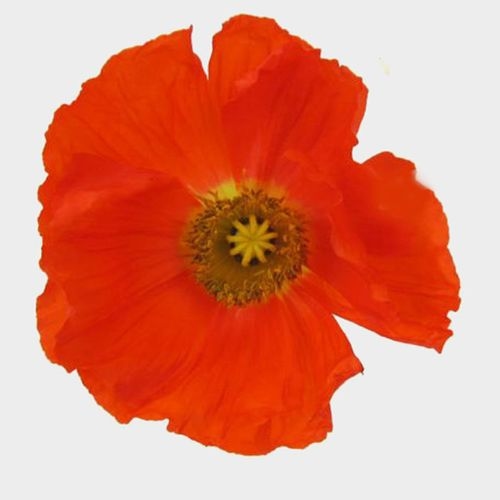 Assorted Hybrid Poppy (20 Bunches)