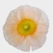 Assorted Hybrid Poppy (20 Bunches)