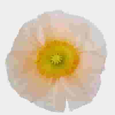 Assorted Hybrid Poppy (20 Bunches)