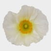 Assorted Hybrid Poppy (20 Bunches)