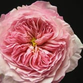 Garden Rose Constance Pink