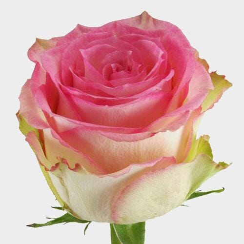 Wholesale flowers prices - buy Rose Esperance 60 Cm in bulk