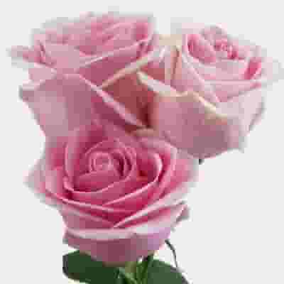 Rose Rosita Vendela  Medium Pink 50cm