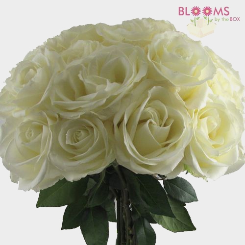 Rose Tibet White 40cm - Wholesale - Blooms By The Box