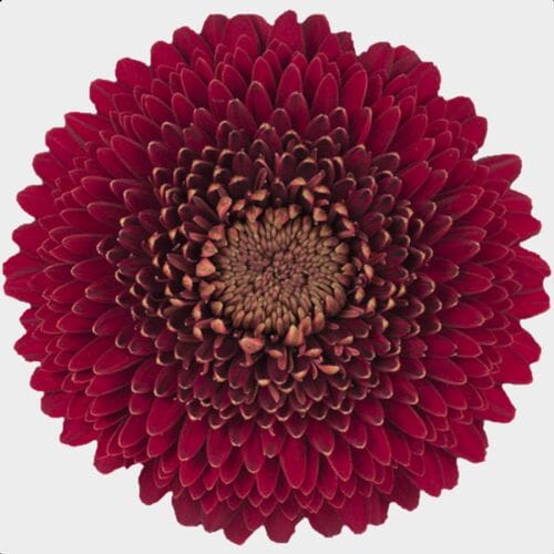 Bulk flowers online - Gerpom Burgundy Flower