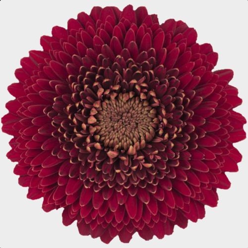 Gerpom Burgundy Flower