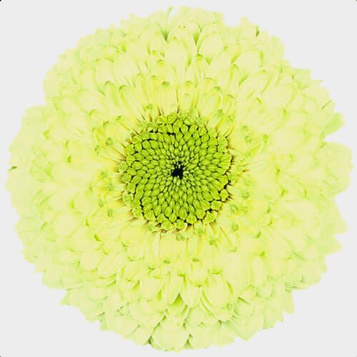 Wholesale flowers prices - buy Gerpom Green Flower in bulk