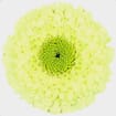 Gerpom Green Flower
