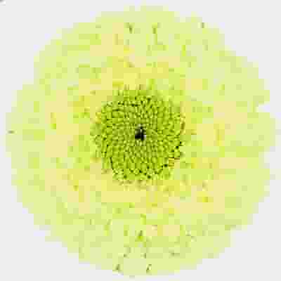 Gerpom Green Flower