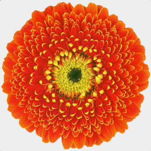 Wholesale flowers prices - buy Gerpom Orange Flower in bulk
